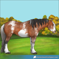 Horse Color:White Spotted Bay Frame