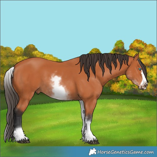 Horse Color:White Spotted Bay Frame