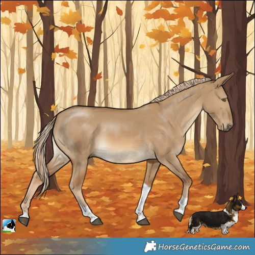 Horse Color:Chocolate Palomino Dun Tobiano Rabicano 