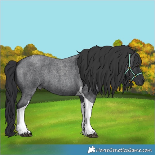 Horse Color:Blue Roan Tobiano