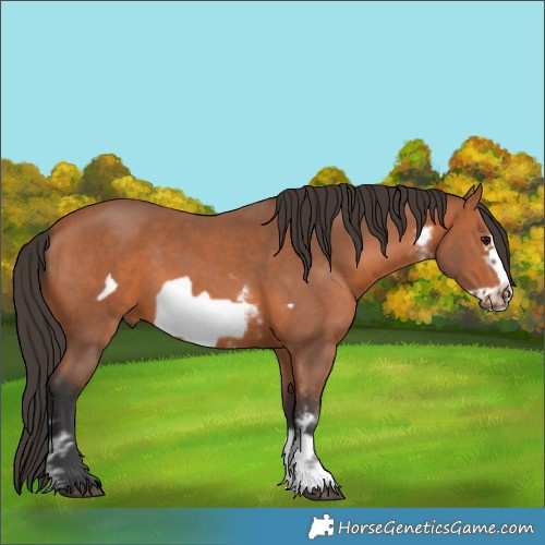 Horse Color:Bay Sabino Frame