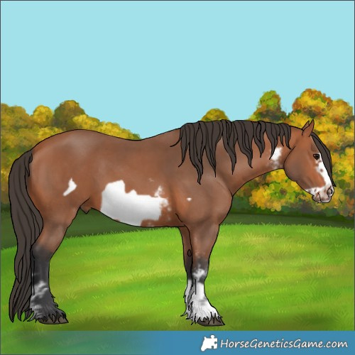 Horse Color:Bay Sabino Frame