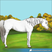 Horse Color:White Spotted Buckskin Tobiano 
