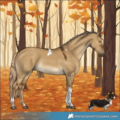 Horse Color:Chocolate Palomino Dun Tobiano Rabicano 