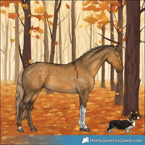 Horse Color:Chocolate Palomino Dun Tobiano Rabicano 