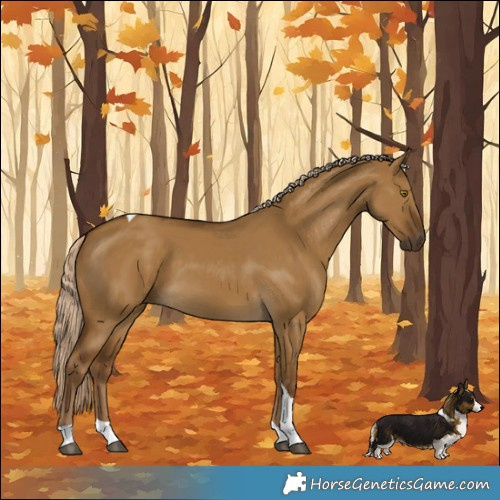 Horse Color:Chocolate Palomino Dun Tobiano 