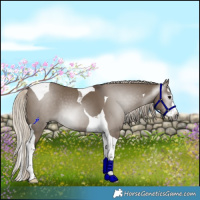 Horse Color:Gray Silver Grullo Splash Tobiano