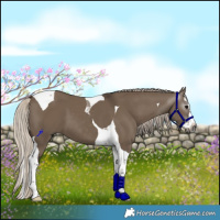 Horse Color:Gray Silver Grullo Splash Tobiano 