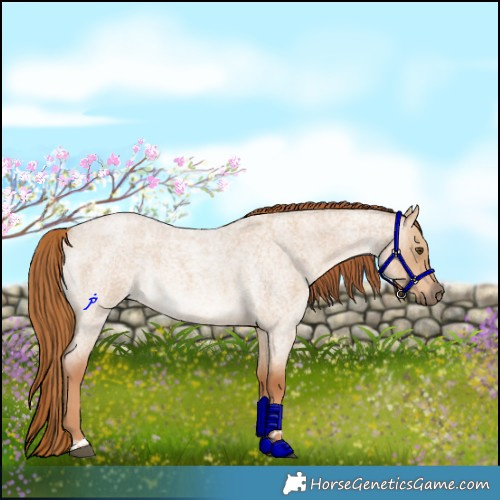 Horse Color:Red Dun Roan Rabicano 