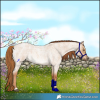 Horse Color:Red Dun Roan Rabicano 