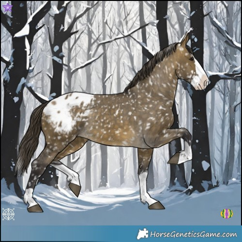 Horse Color:Buckskin Dun Splash Appaloosa 
