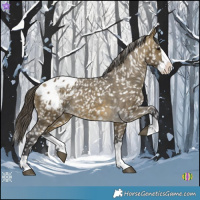 Horse Color:Buckskin Dun Splash Appaloosa 
