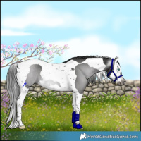 Horse Color:Gray Black Splash Tobiano 