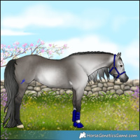 Horse Color:Gray Grullo Tobiano 