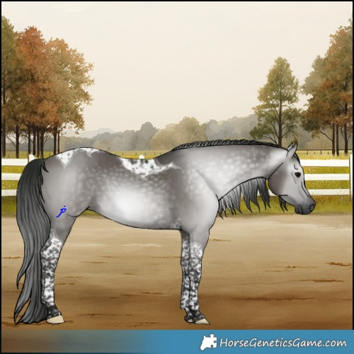 Horse Color:Gray Grullo Tobiano Rabicano 