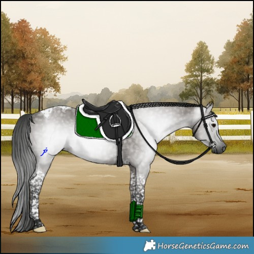 Horse Color:Gray Grullo Tobiano Rabicano