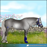 Horse Color:Gray Silver Black Tobiano 