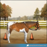Horse Color:Chocolate Palomino Tobiano Appaloosa