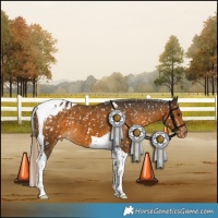 Horse Color:Chocolate Palomino Tobiano Appaloosa 