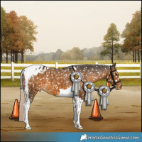 Horse Color:Chocolate Palomino Tobiano Appaloosa 
