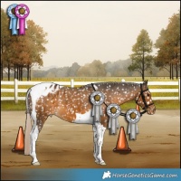 Horse Color:Chocolate Palomino Tobiano Appaloosa 