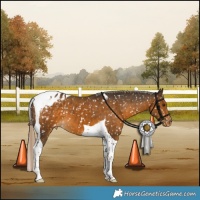 Horse Color:Chocolate Palomino Tobiano Appaloosa 