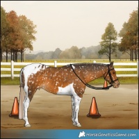Horse Color:Chocolate Palomino Tobiano Appaloosa