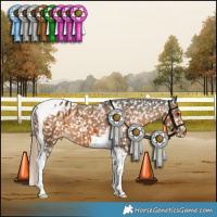 Horse Color:Chocolate Palomino Tobiano Appaloosa