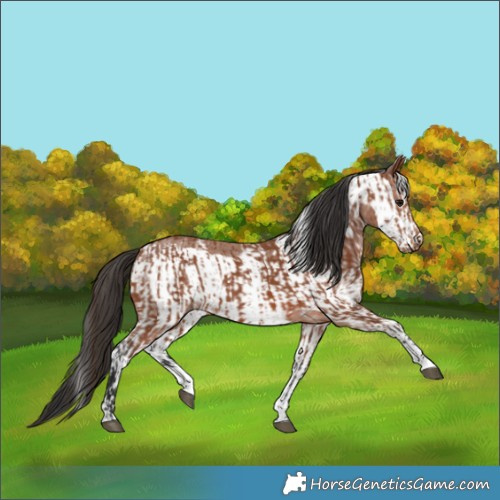 Horse Color:Bay Sabino Rabicano and Bay Sabino Frame Rabicano