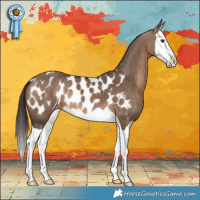 Horse Color:Brown Dun Splash Blanket 