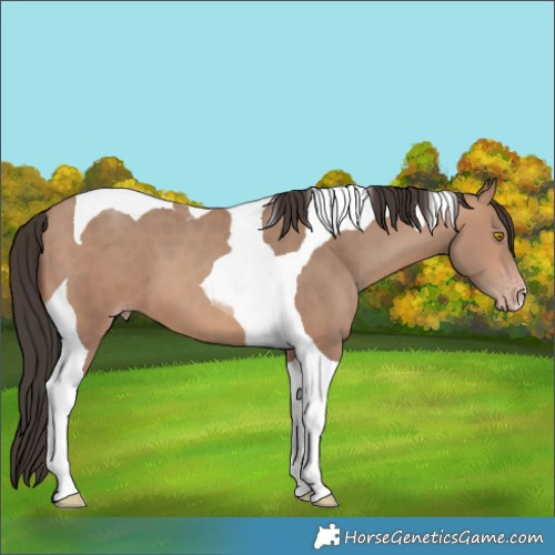 Horse Color:Sable Champagne Tobiano 