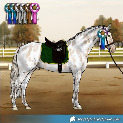 Horse Color:White Spotted Chocolate Palomino Roan Dun Blanket Brindle 