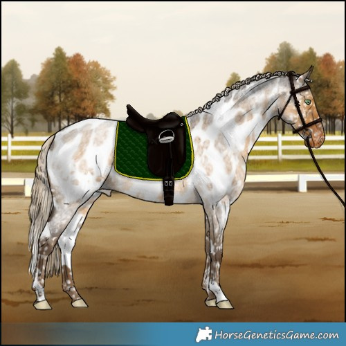 Horse Color:White Spotted Chocolate Palomino Roan Dun Appaloosa Brindle 