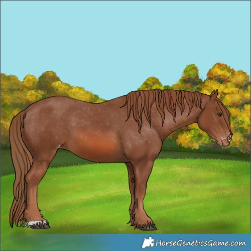 Horse Color:Chestnut Appaloosa 