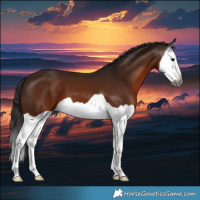 Horse Color:Gray Bay Splash