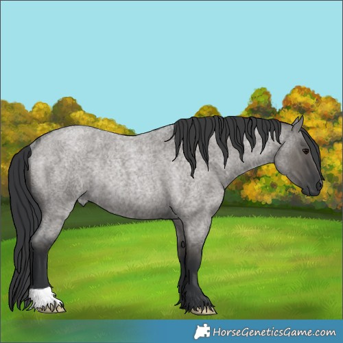 Horse Color:Grullo Roan Rabicano 