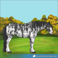 Horse Color:Black Sabino
