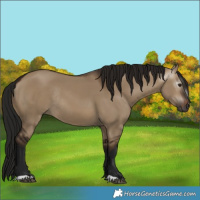 Horse Color:Gray Bay Dun Rabicano 