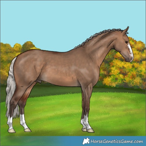 Horse Color:Unknown 