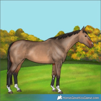 Horse Color:Unknown 