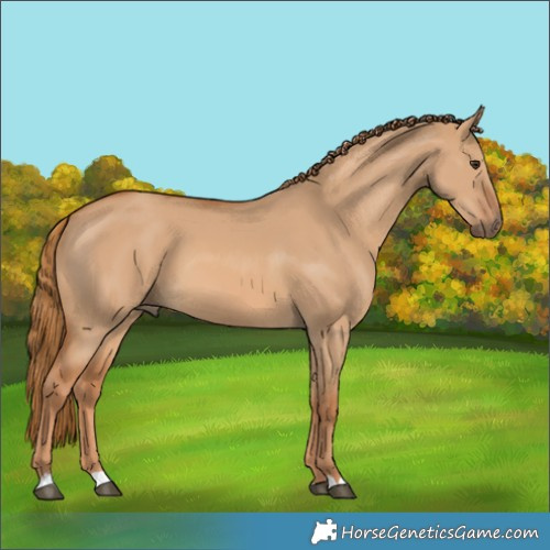 Horse Color:Unknown 