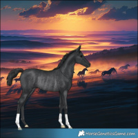 Horse Color:Black Rabicano 
