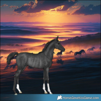 Horse Color:Black Rabicano