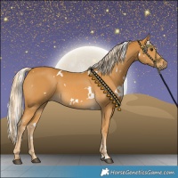 Horse Color:White Spotted Palomino 