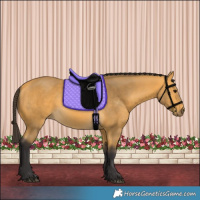 Horse Color:Buckskin 