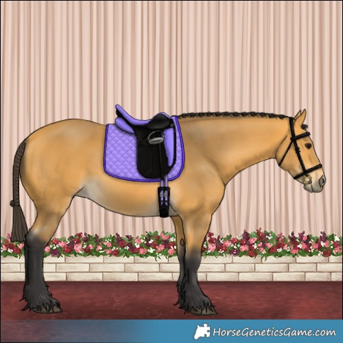 Horse Color:Buckskin 