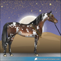 Horse Color:White Spotted Brown 