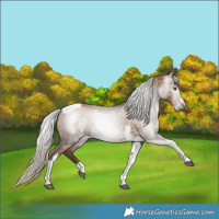 Horse Color:Gray Silver Black Pearl Tobiano
