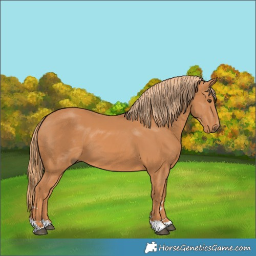 Horse Color:Chestnut 