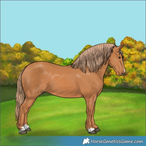 Horse Color:Chestnut 
